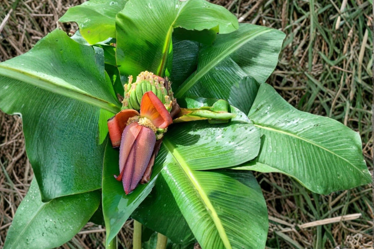 Truly Tiny Banana – 10 Live Starter Plants | 3–6 Inch Bare Root Musa acuminata | Dwarf Banana Plants | Tropical Container Garden