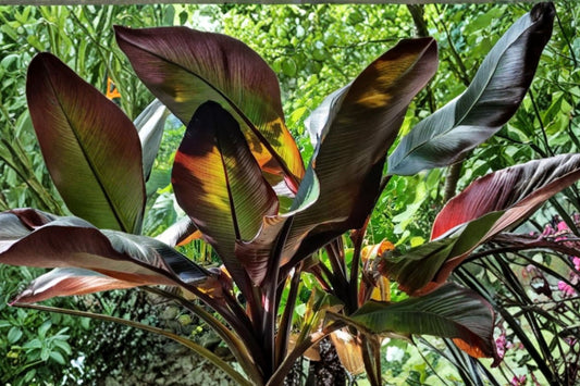 Zebrina Banana Live Plant – 1 Bare Root Starter | 4–6 Inch Musa acuminata ‘Zebrina’ | Red Variegated Tropical Banana | Ornamental Garden Plant