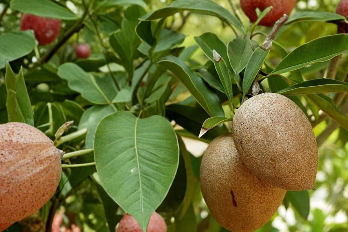 Morena Sapodilla Live Plant – Manilkara zapota ‘Morena’ | Tropical Nispero Fruit Tree | Sweet Brown Fruit | Exotic Edible Garden