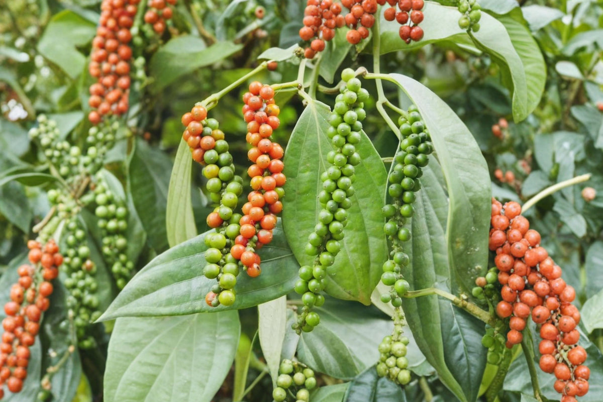Black Pepper Live Plant – Piper nigrum | 3–8 Inch Tropical Peppercorn Vine | 3-Inch Deep Pot | Edible Spice Plant