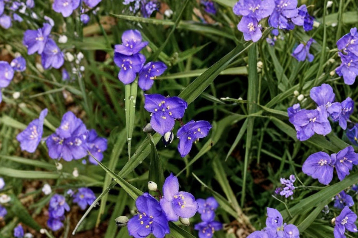 Spiderwort – 10 Live Bare Root Rhizomes | Tradescantia Purple Flower Perennial Plants | Pollinator Garden | Hardy Flowering Plants