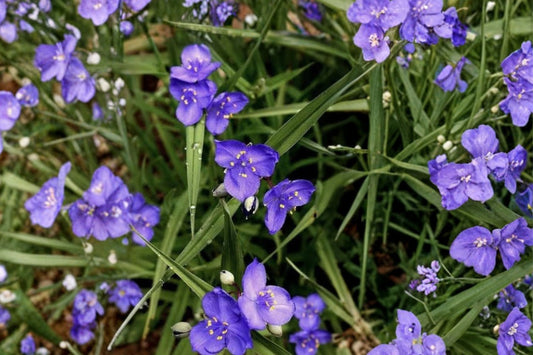Spiderwort – 10 Live Bare Root Rhizomes | Tradescantia Purple Flower Perennial Plants | Pollinator Garden | Hardy Flowering Plants
