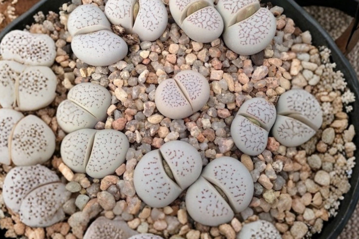Dinteranthus vanzylii – 1 Live Bare Root Succulent | Rare Living Stone Mesemb | Collector Plant | Unusual Dwarf Succulent