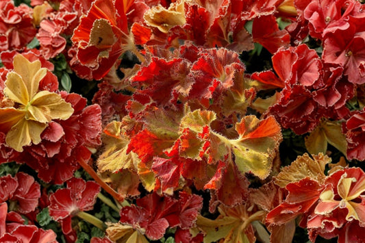Peter Piper Begonia – 1 Live Plant | 4-Inch Nursery Pot | Colorful Tropical Begonia | Decorative Indoor Houseplant