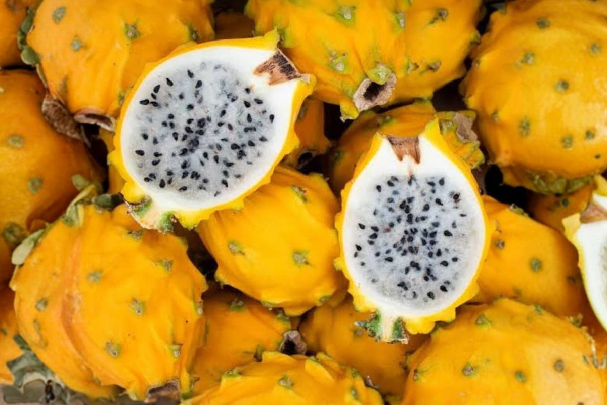 Yellow Dragon Fruit – 2 Live Rooted Starter Plants | Selenicereus megalanthus | Tropical Fruiting Cactus | Container Garden Plant