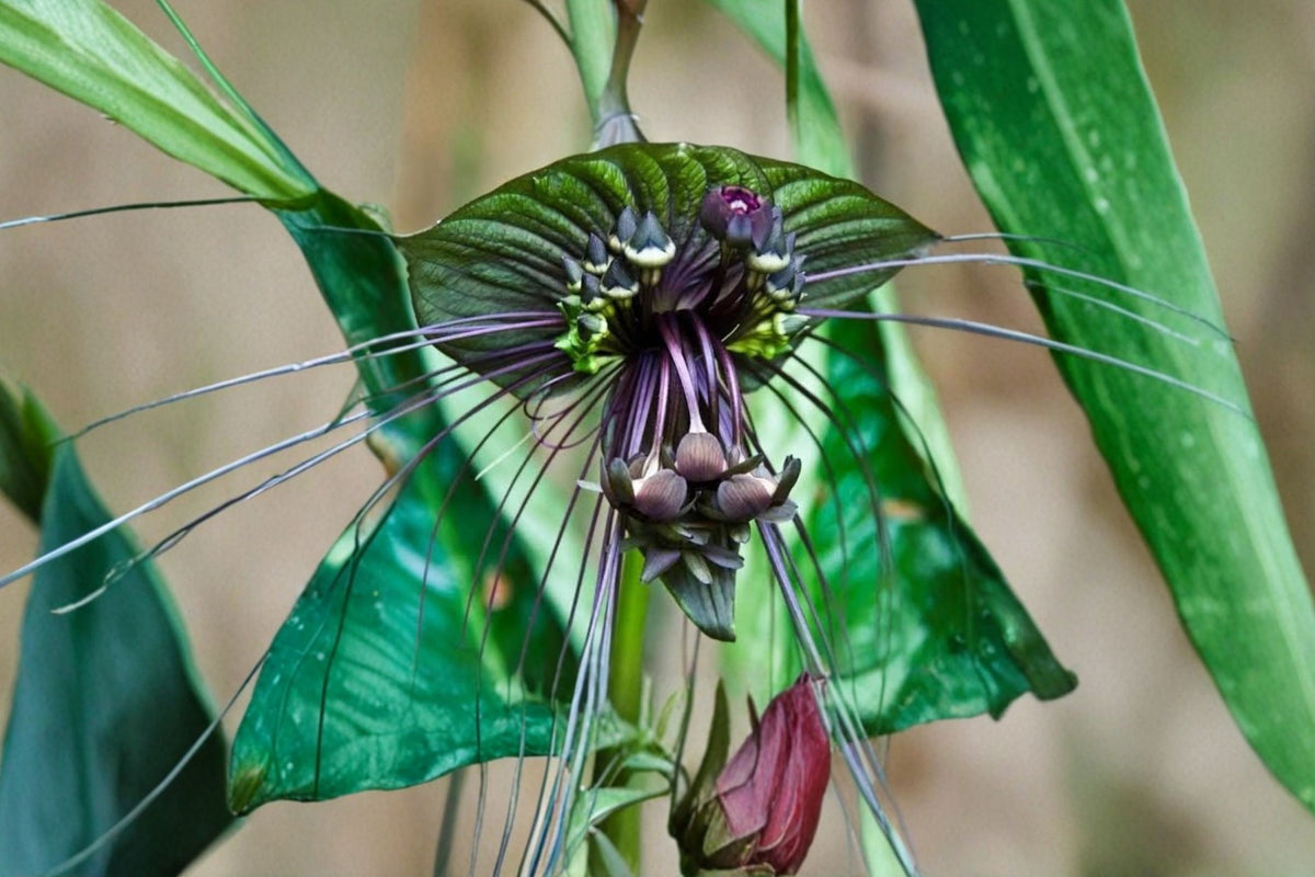 Black Bat Flower – 2 Live Tacca Starter Plants | 2-Inch Pot Size | Tacca chantrieri Tropical Plants | Shipped Without Pots