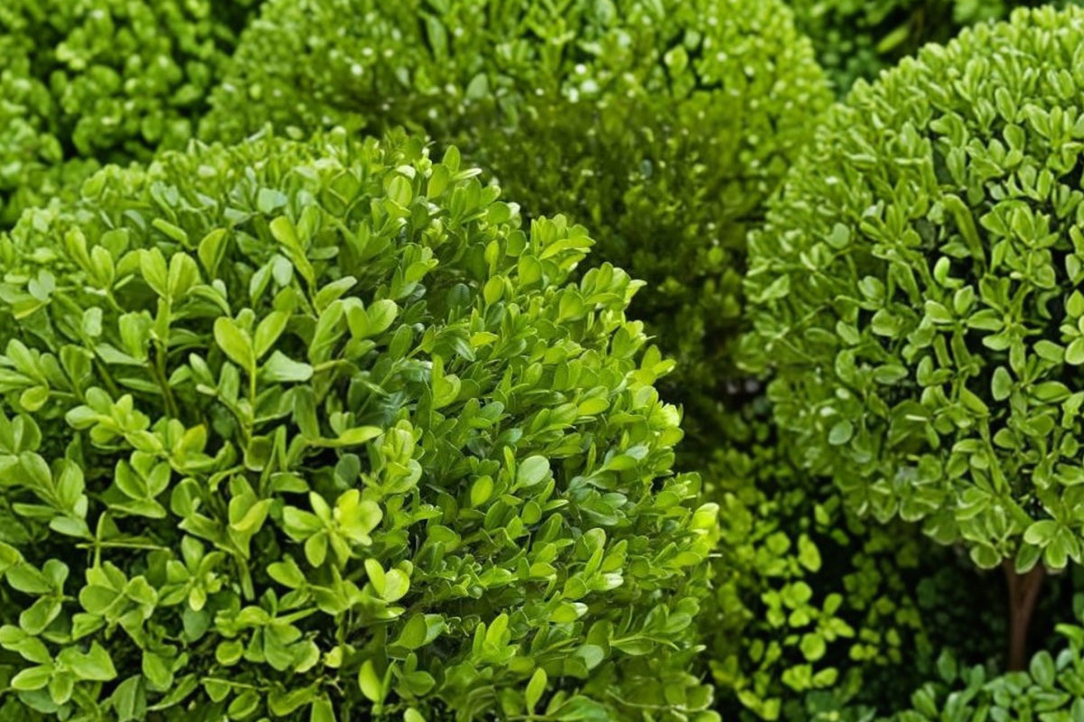 Winter Gem Boxwood – 2 Live Shrubs | 5–8 Inch Plants in 2.5-Inch Pots | Buxus microphylla var. japonica | Evergreen Hedge Plants