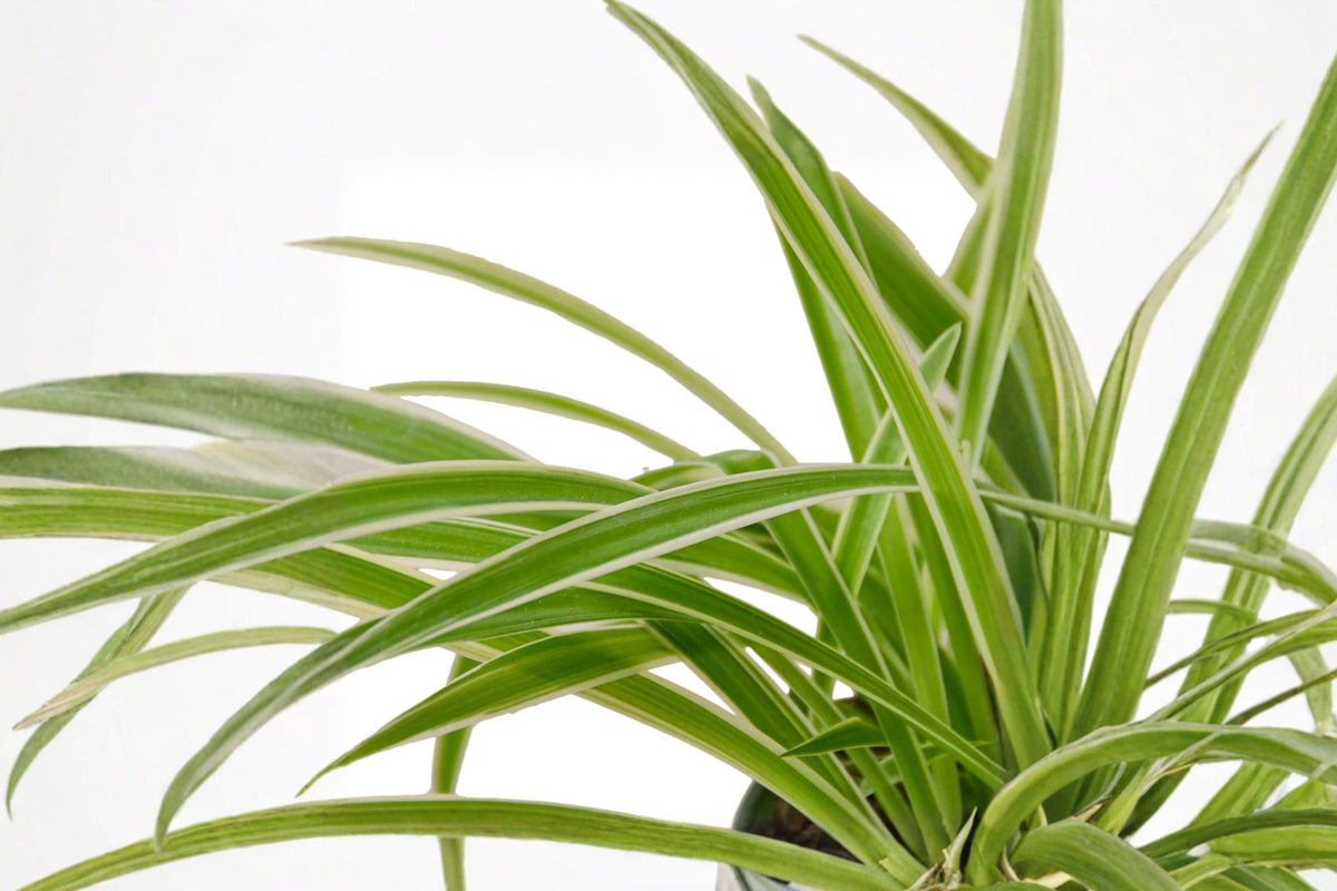 White Ruffle Spider Plant – Live Rooted Houseplant | Chlorophytum comosum | Green & White Variegated Foliage | Easy Indoor Plant