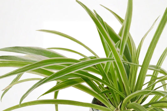 White Ruffle Spider Plant – Live Rooted Houseplant | Chlorophytum comosum | Green & White Variegated Foliage | Easy Indoor Plant