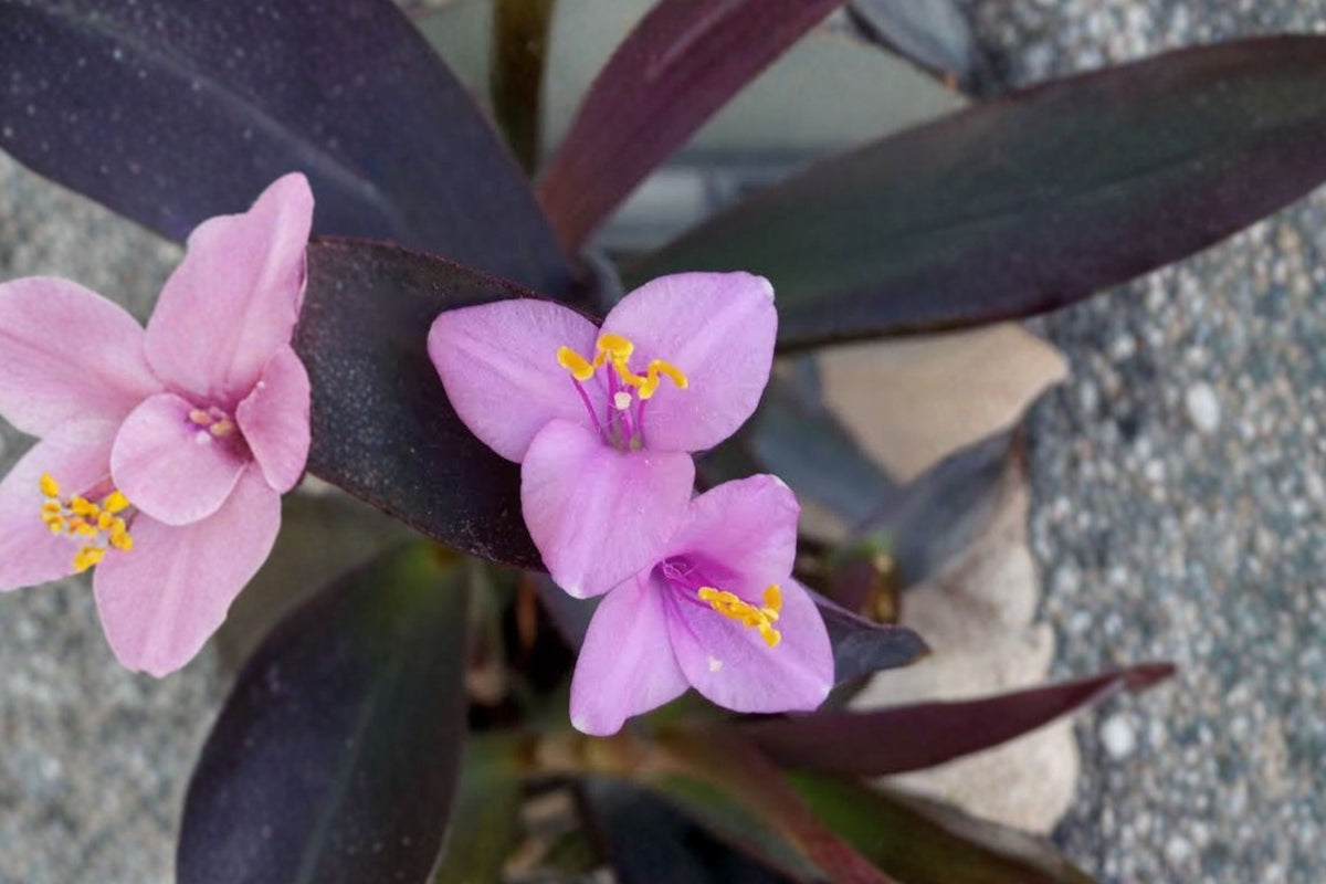 Purple Heart – 15 Live Plant Cuttings | Tradescantia pallida | Purple Wandering Jew Cuttings | Trailing Groundcover & Houseplant