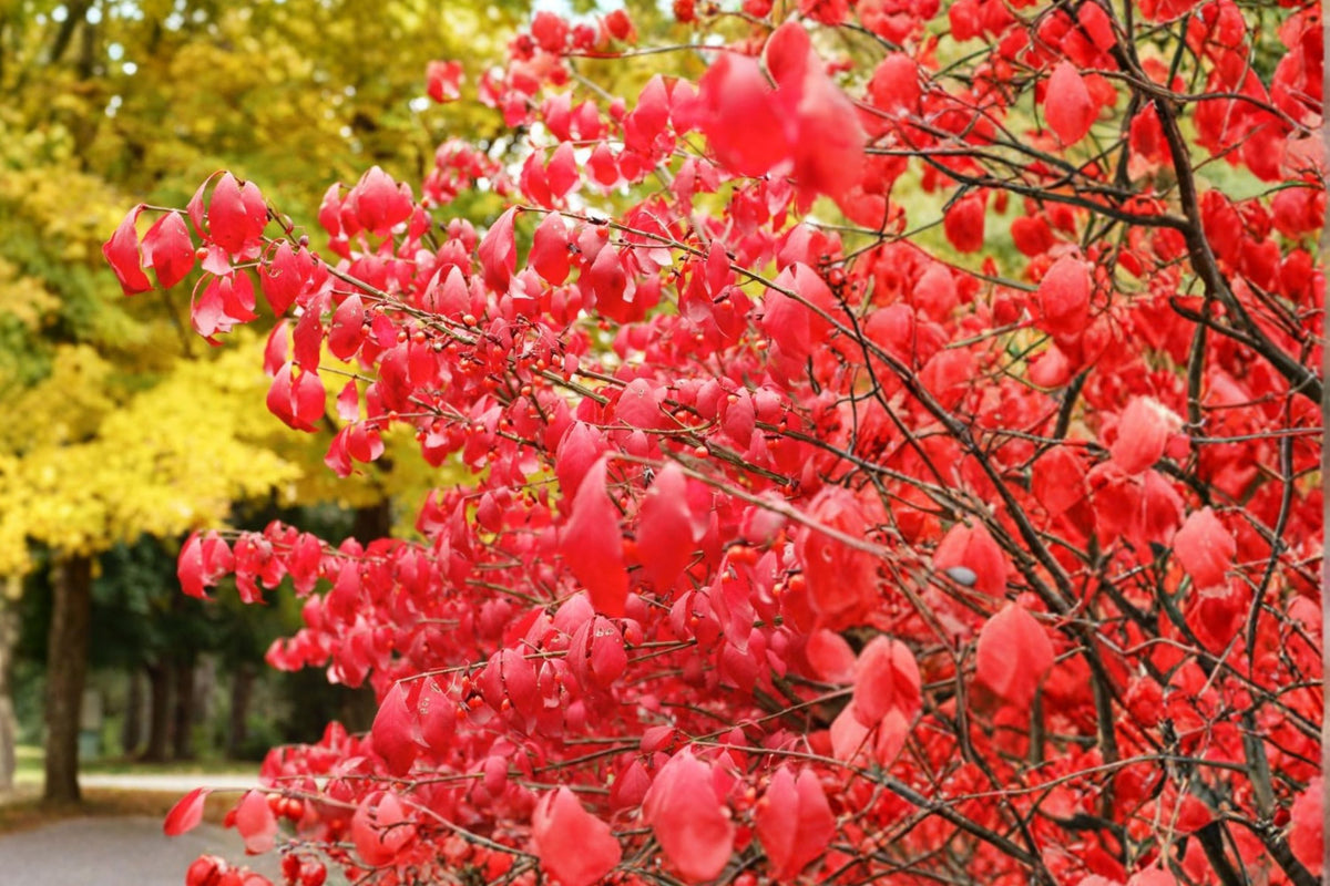 Dwarf Burning Bush – 5 Live Bare Root Seedlings | 4–10 Inch Euonymus alatus Shrubs | Red Fall Foliage | Hedge Plants