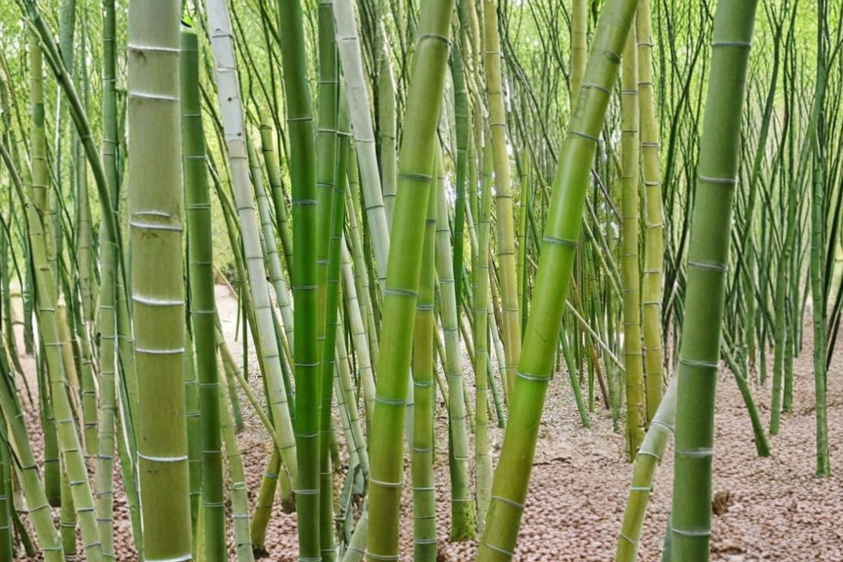 Giant Timber Bamboo – 10 Live Rhizomes | 10+ Inch Phyllostachys vivax | 4+ Nodes Each | Fast-Growing Privacy Bamboo