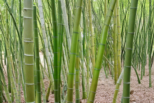 Giant Timber Bamboo – 10 Live Rhizomes | 10+ Inch Phyllostachys vivax | 4+ Nodes Each | Fast-Growing Privacy Bamboo