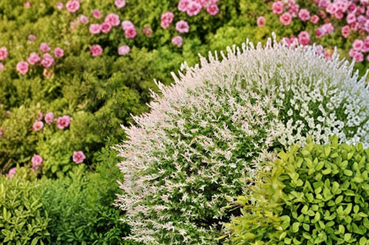 Nishiki Willow – 1 Live Variegated Shrub | Gallon Pot | 8–18 Inch Salix integra ‘Hakuro Nishiki’ | Pink White & Green Foliage