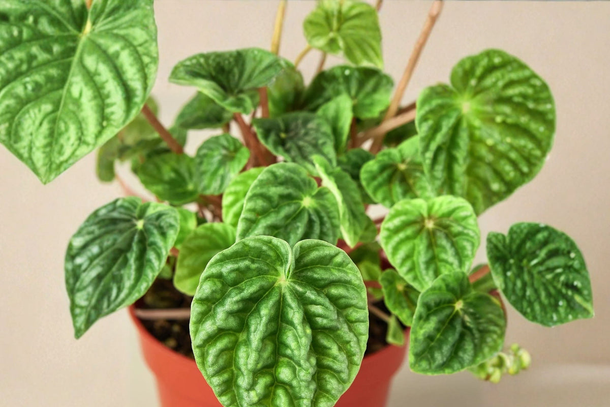 Peperomia Ripple Green – 1 Live Indoor Plant | 6-Inch Size | Rippled Green Foliage | Compact Easy-Care Houseplant
