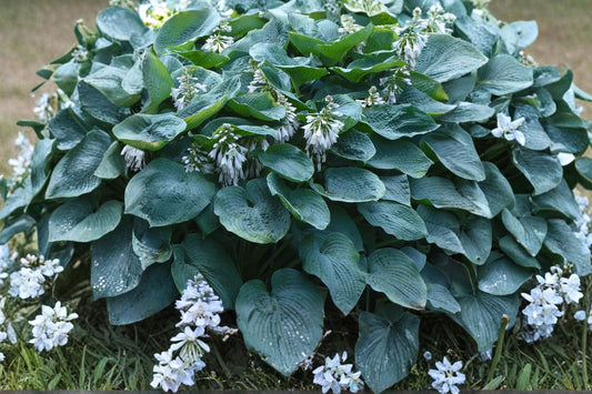 Green Hosta Sieboldiana – 18 Live Bare Root Plants | Shade-Loving Perennials | Green Foliage Garden Plants