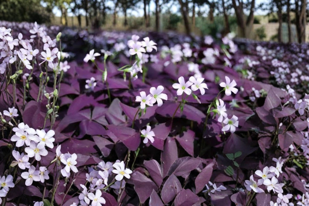 Oxalis ‘Ebony’ Purple Shamrock – 1 Live Plant | 4–6 Inch Bare Root Plant | Dark Purple Foliage | Indoor & Garden Ornamental