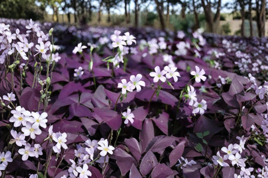 Oxalis ‘Ebony’ Purple Shamrock – 1 Live Plant | 4–6 Inch Bare Root Plant | Dark Purple Foliage | Indoor & Garden Ornamental