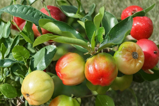 Barbados Cherry Tree – Acerola Live Plant | 4–8 Inches Tall | Ships No Pot | Tropical Fruit Tree Starter | Outdoor & Container Friendly | Easy to Grow
