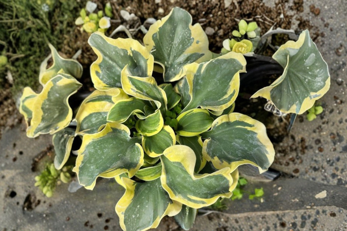 Hosta Mini Skirt – Live Starter Plant | Dwarf Variegated Hosta | Shipped With Wrapped Root Ball | Shade Loving Perennial | Container & Garden Friendly