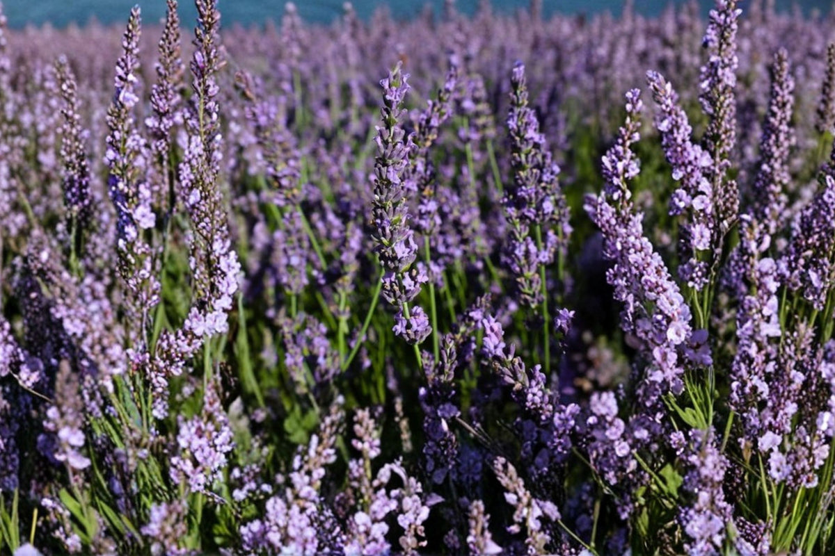 2 Phenomenal Lavender Plants – Live Starter Plants | 4–8 Inches Tall | Ships No Pot | Fragrant Purple Flowering Perennial | Sunny Garden & Border Plants