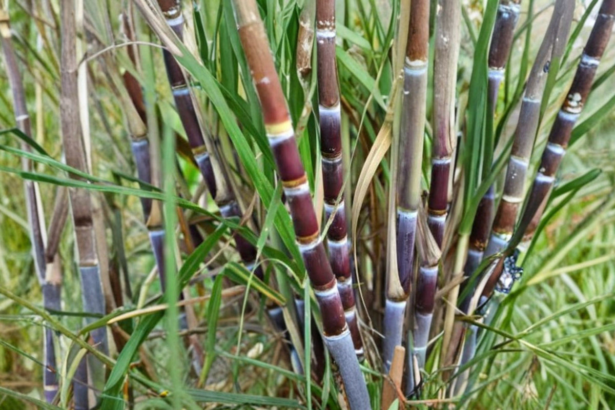 Purple Sugarcane – Saccharum officinarum Live Plants | 3–4 Plants in 6 Inch Pot | Tropical Edible Garden Starter | Purple Stalk Sugar Cane | Patio & Backyard Friendly
