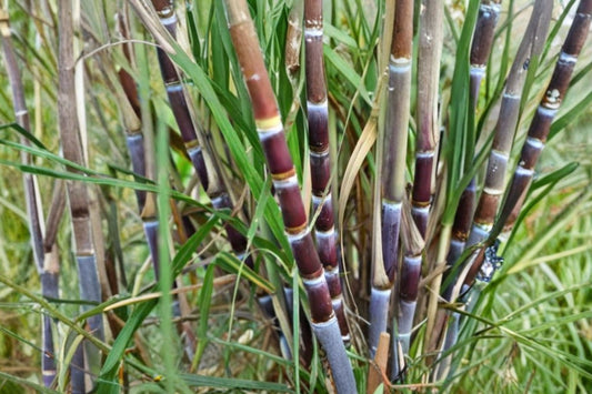Purple Sugarcane – Saccharum officinarum Live Plants | 3–4 Plants in 6 Inch Pot | Tropical Edible Garden Starter | Purple Stalk Sugar Cane | Patio & Backyard Friendly