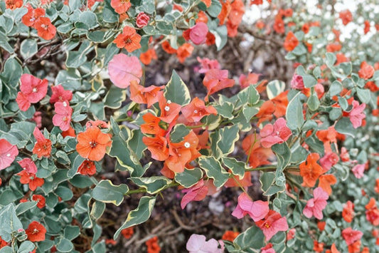 Bambino Burnt Orange Bougainvillea – Live Rooted Starter Plant | Small Tropical Flowering Bougainvillea | Ships in Pot | Patio & Garden Plant