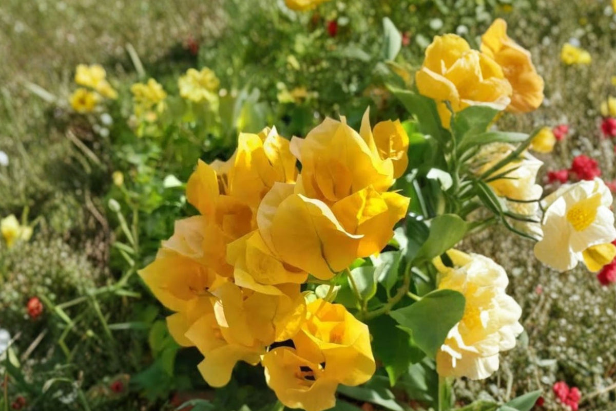 3 Gold Bougainvillea Plants – Live Rooted Starter Plants | 4–7 Inches Tall | Ships No Pot | Tropical Flowering Vines | Outdoor Garden & Container Plants