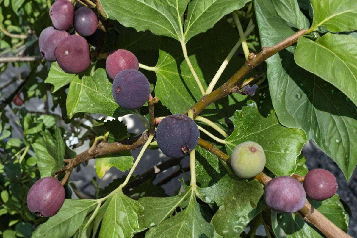 Chicago Hardy Fig Tree – Ficus carica Live Fruit Tree | 3 Gallon Pot | Approximately 36 Inches Tall | Cold Hardy Fig | Container & Garden Friendly
