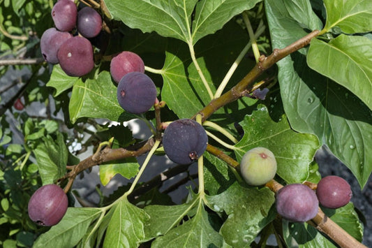 Chicago Hardy Fig Tree – Ficus carica Live Fruit Tree | 3 Gallon Pot | Approximately 36 Inches Tall | Cold Hardy Fig | Container & Garden Friendly