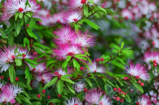 Pink Mimosa Tree – Albizia julibrissin Live Seedling | 6–12 Inches Tall | Silktree Starter Plant | Pink Flowering Ornamental Tree | Garden & Landscape Plant