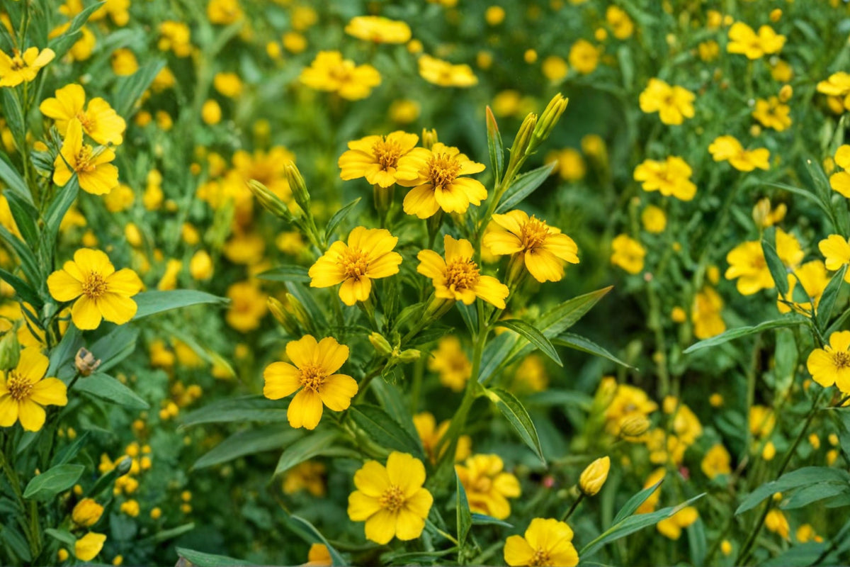 Mexican Mint Marigold – Tagetes lucida Live Plant | 4 Inch Pot | Yellow Flowering Culinary Herb | Aromatic Tarragon Substitute | Pollinator Garden Plant