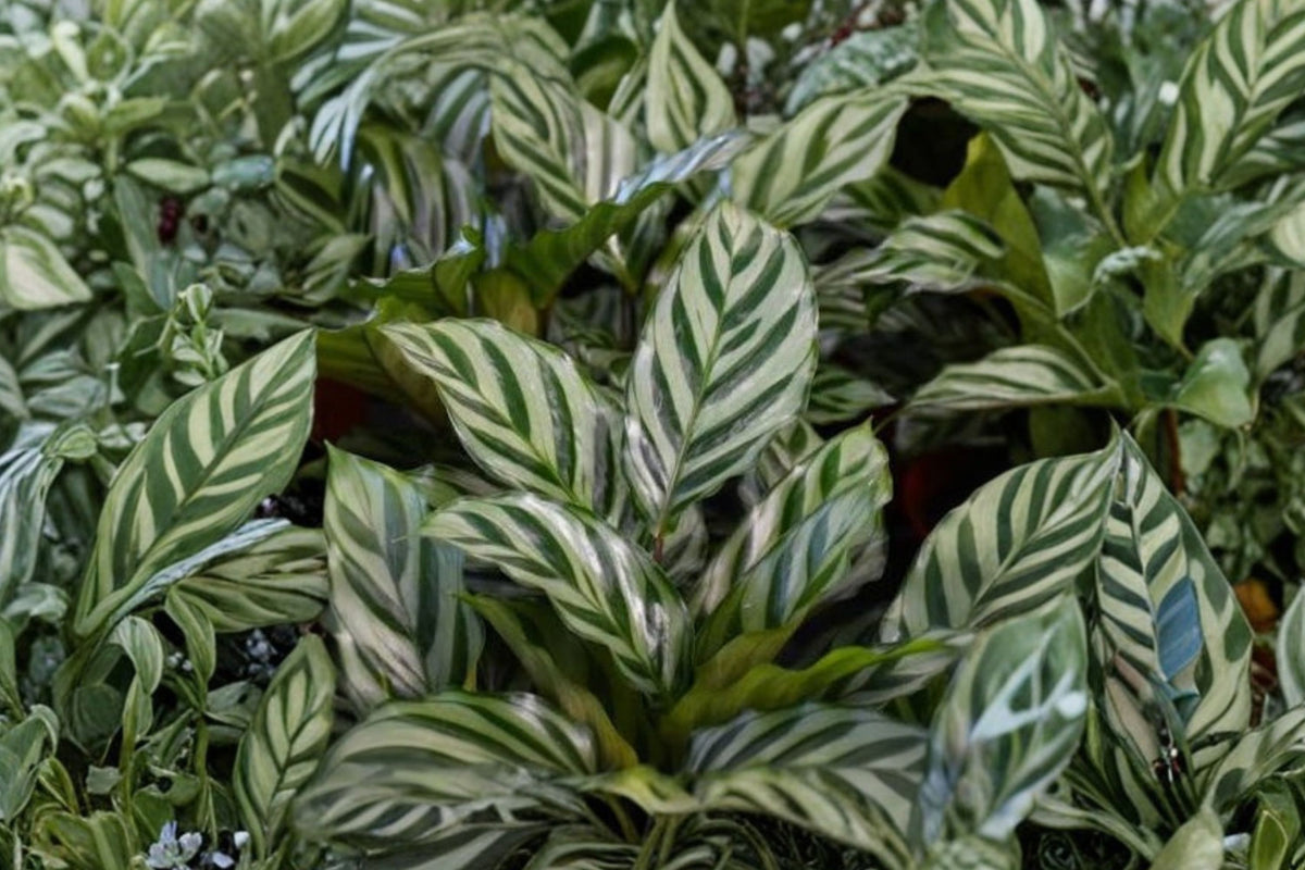 Calathea Freddie Prayer Plant – Live Tropical Houseplant | 6 Inch Pot | Striped Green Foliage | Indoor Prayer Plant | Home & Office Friendly