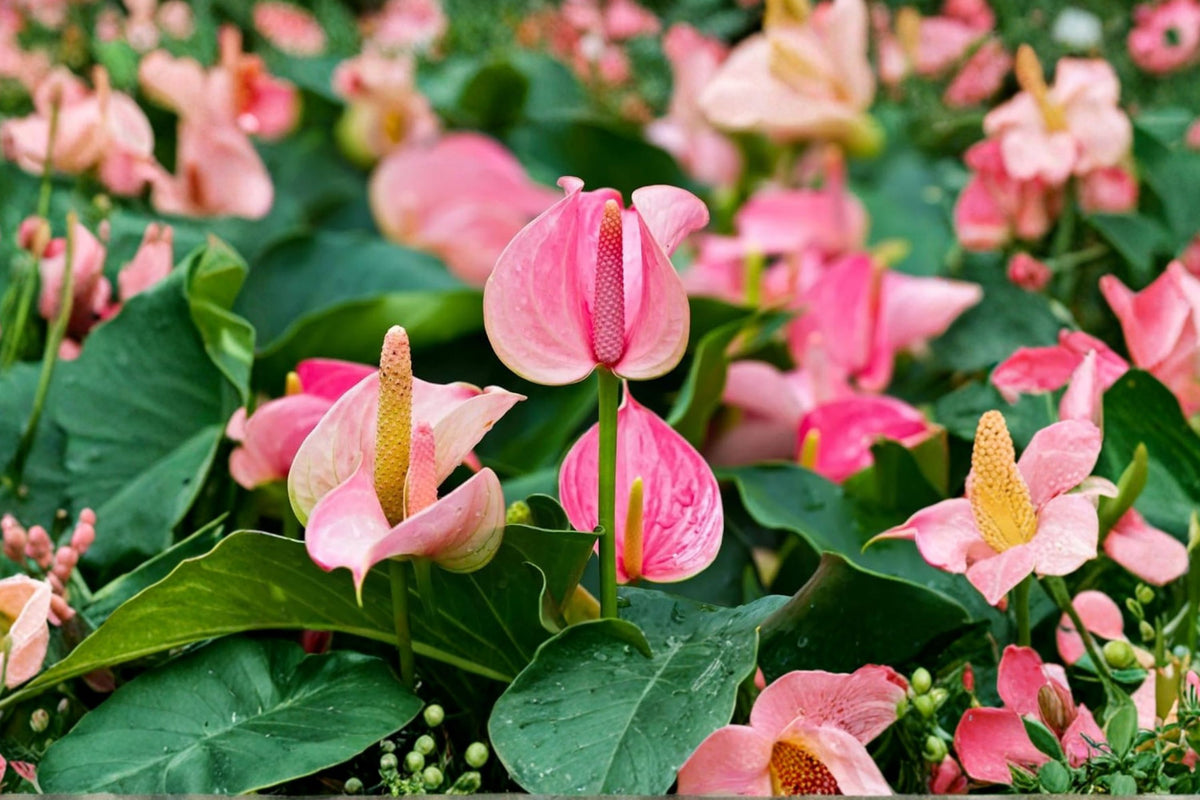 Pink Anthurium – Live Flowering Houseplant | 17–19 Inches Tall | 6 Inch White Pot | Tropical Indoor Plant | Flamingo Flower Home Decor