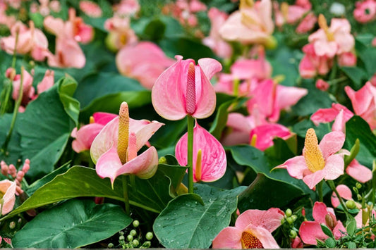 Pink Anthurium – Live Flowering Houseplant | 17–19 Inches Tall | 6 Inch White Pot | Tropical Indoor Plant | Flamingo Flower Home Decor