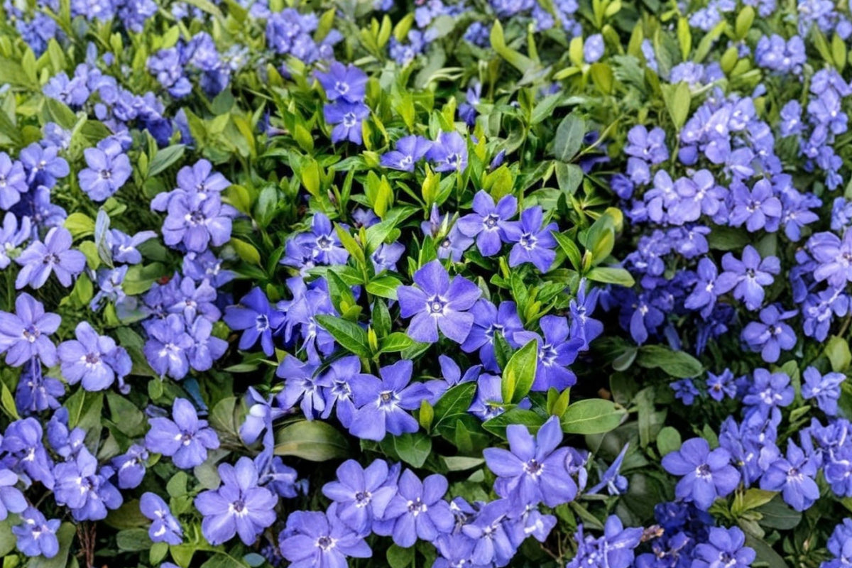 2 Vinca Periwinkle Plants – Live Flowering Plants | 3–6 Inches Tall | 2 Potted Plants | Trailing Ground Cover | Garden & Container Friendly