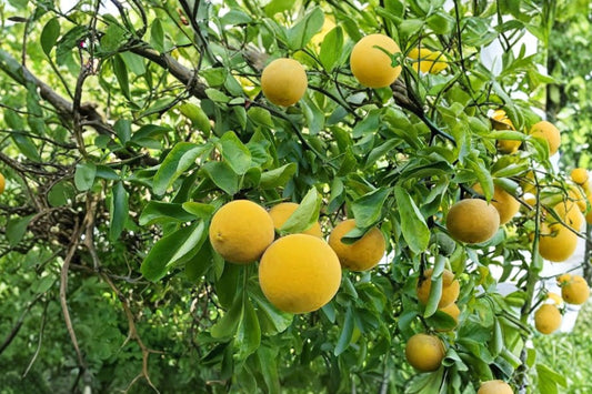 2 Hardy Orange Trees – Poncirus trifoliata Live Plants | Approx. 8 Inches Tall | Rooted Trifoliate Orange Seedlings | Cold Hardy Citrus | Outdoor Garden Trees
