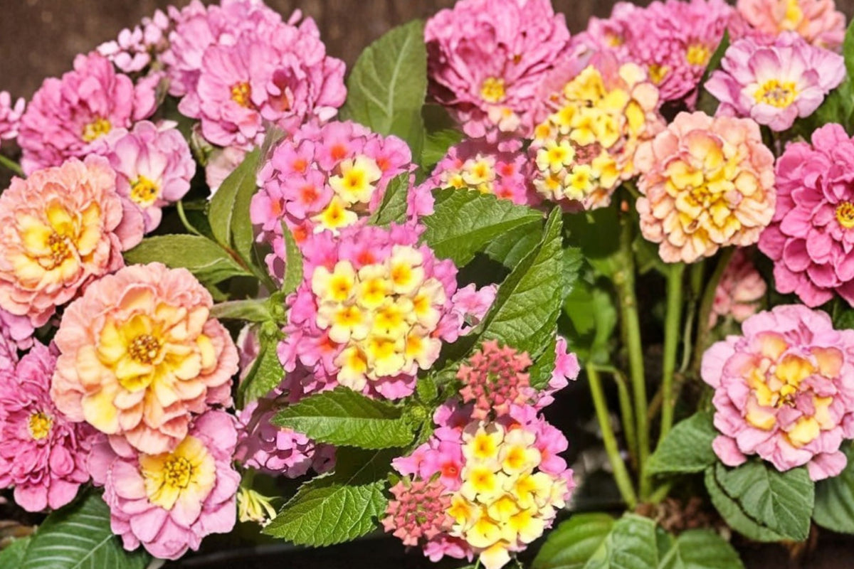 2 Carlos Lantana Plants – Lantana camara Live Starter Plants | 4–6 Inches Tall | Bare Root Flowering Plants | Butterfly Garden & Outdoor Plants