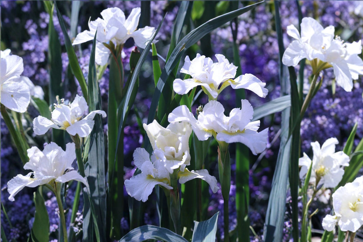 2 White Siberian Iris – Live Bare Root Rhizome Starter Plants | Spring Blooming Perennial | Water-Loving Flower | Cottage Garden & Landscape Plant
