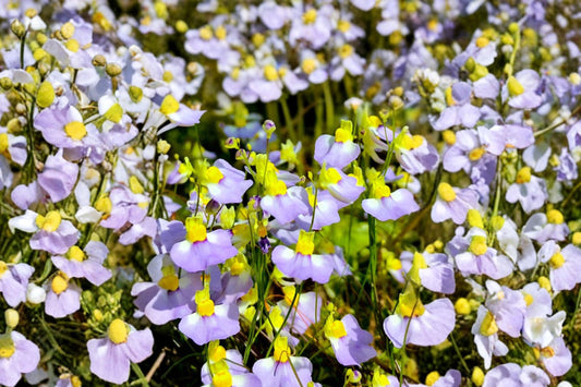 Bladderwort – Utricularia bisquamata Live Carnivorous Plants | 4 Plant Plugs | Terrestrial Bog Plant | Mini Flowering Carnivorous Plant