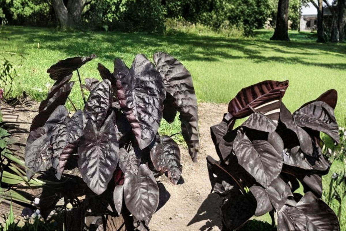 Black Ripple Colocasia – Live Starter Plant | 3 Inch Pot Size | Ships Without Pot | Dark Ruffled Elephant Ear | Tropical Garden & Container Plant