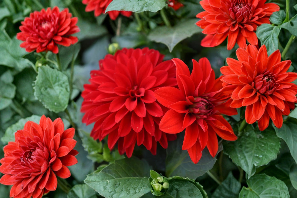 Hypnotica Red Dahlia – Live Flowering Plant | 4 Inch Pot | Vibrant Red Blooms | Compact Garden & Patio Plant