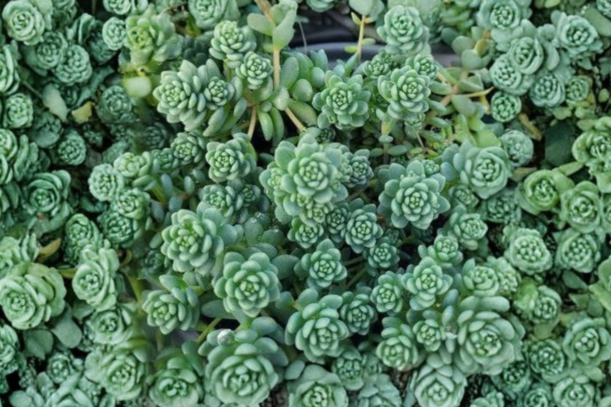 Corsican Stonecrop – Sedum dasyphyllum Live Succulent Plant | 4 Inch Pot | Low Growing Creeping Ground Cover | Rock Garden Plant