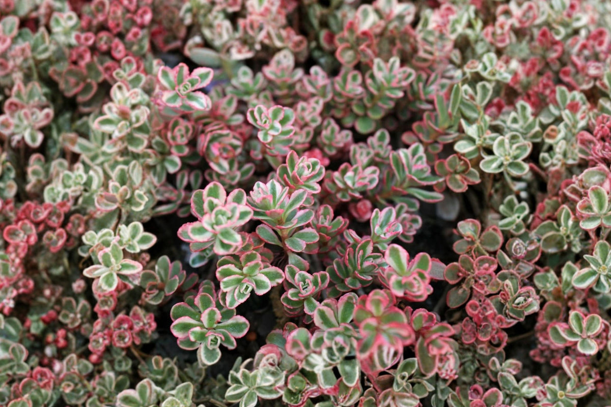Sedum Spurium Tricolor – Live Succulent Plant | 2 Inch Pot | Green Pink Variegated Stonecrop | Easy Care Ground Cover & Container Plant