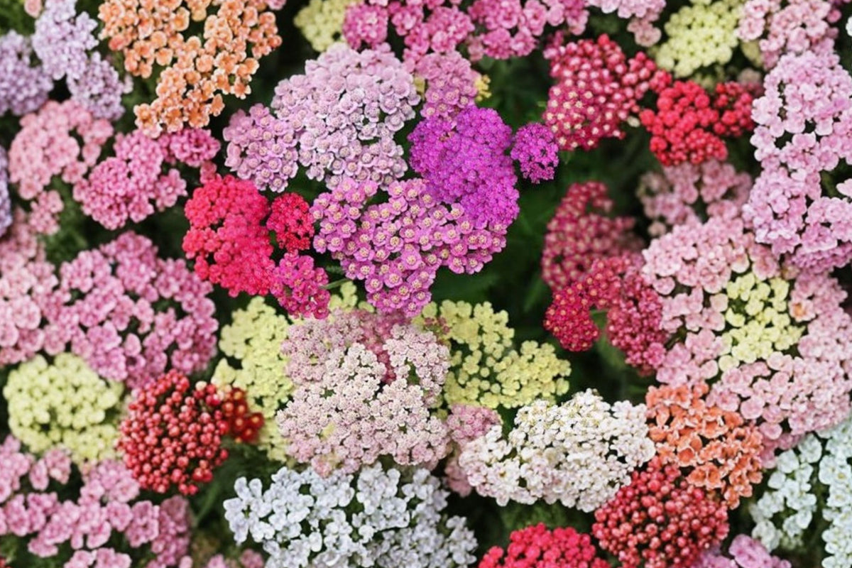 2 Colorado Mix Yarrow Plants – Achillea millefolium Live Starter Plants | 4+ Inches Tall | Colorful Hardy Perennial | Cut Flower & Pollinator Garden Plant