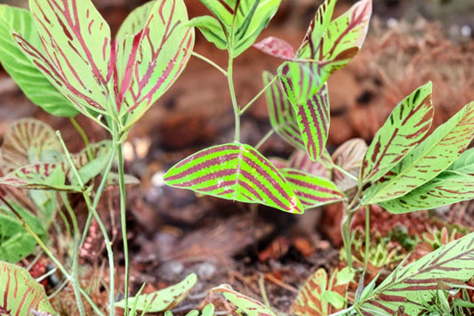Christia Obcordata – Live Colorful Foliage Plant | Grown in 3.25 Inch Pot | Patterned Tropical Plant | Ships Without Pot