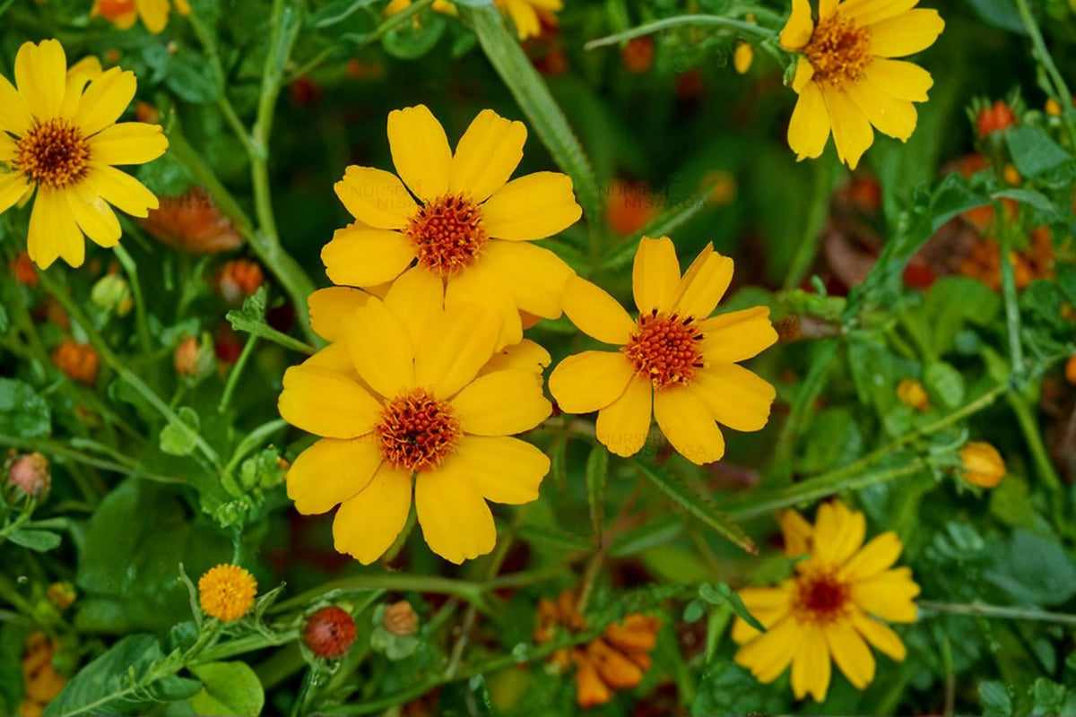 Creeping Daisy Wedelia – 1 Live Rooted Plant + 5 Cuttings | Yellow Flowering Perennial | Trailing Ground Cover & Pollinator Plant