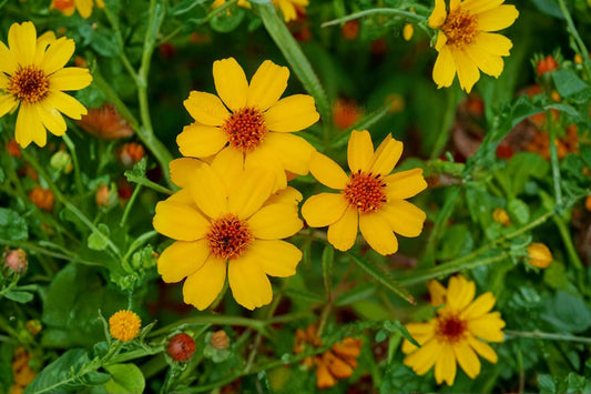 Creeping Daisy Wedelia – 1 Live Rooted Plant + 5 Cuttings | Yellow Flowering Perennial | Trailing Ground Cover & Pollinator Plant