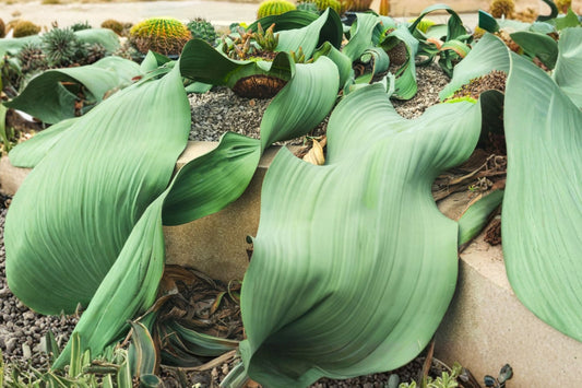 Welwitschia Mirabilis – Seed Grown Rare Live Plant | Living Fossil Collector Specimen | Well Rooted Desert Plant | Exact Plant Selection